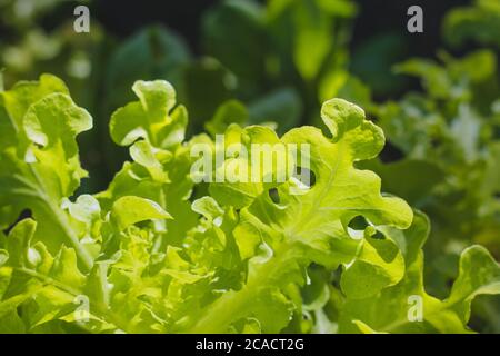 green oak leaf  on  vegetables salad  food background Stock Photo