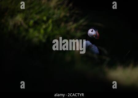 A puffin sits upon the hilltop of the Westman Islands, located approximately 7.4 kilometres off Iceland's South Coast. Stock Photo