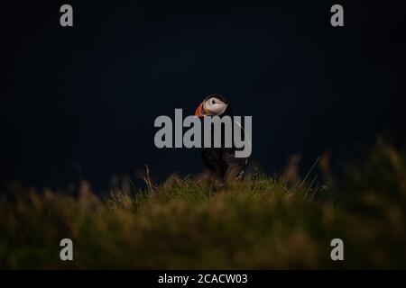 A puffin sits upon the hilltop of the Westman Islands, located approximately 7.4 kilometres off Iceland's South Coast. Stock Photo