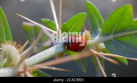 Lady Bug in Cactus Thorns Cockle thorny golden thorn - Xanthium ...