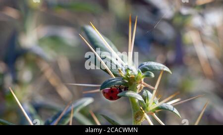 Lady Bug in Cactus Thorns Cockle thorny golden thorn - Xanthium ...
