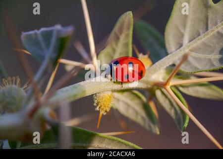 Lady Bug in Cactus Thorns Cockle thorny golden thorn - Xanthium ...