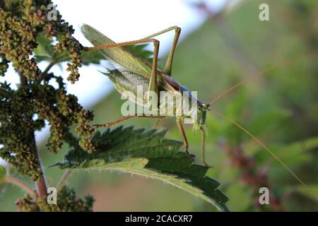 Great Green Bush Cricket on nettle Stock Photo