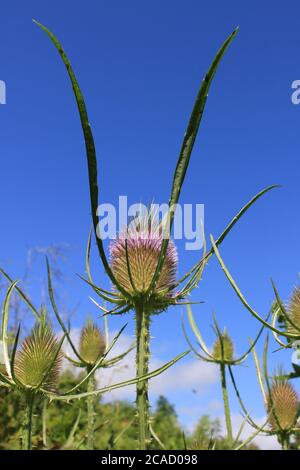 Thistle Against Sky Stock Photo