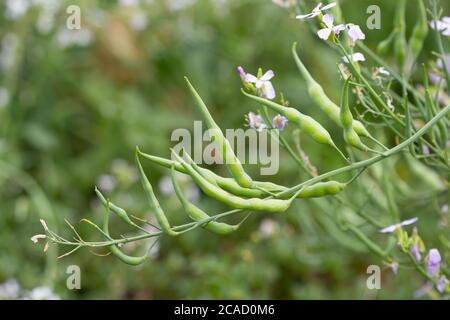 Daikon radish fruits and flowers also known as long white radish. Brassicaceae family flowers. Stock Photo