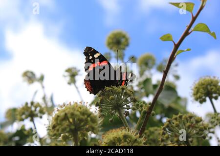 Red Admiral from below Stock Photo