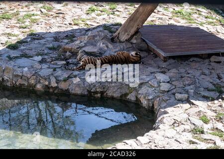 The tiger sleeps in the shade by the pond on a hot summer day in zoo park of Jagodina, Serbia Stock Photo