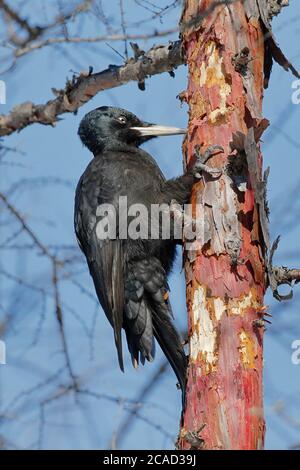 Black Woodpecker (Dryocopus martius), vertical  view, stripping bark off a pine tree in woodland near Yakeshi, Inner Mongolia, China 9 March 2017 Stock Photo