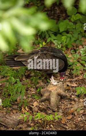 turkey vulture (Cathartes aura), feeding on dead snapping turtle, (Chelydra serpentina), Maryland Stock Photo
