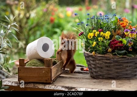 German red squirrel with toilet paper and flowers Stock Photo