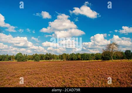 Landscape idyllic scene. Cloudy day at field. Why meadow turning purple. Buoyed by climate change invasive plant taking over landscape. Nature landscape with trees blue sky and purple flowers. Stock Photo