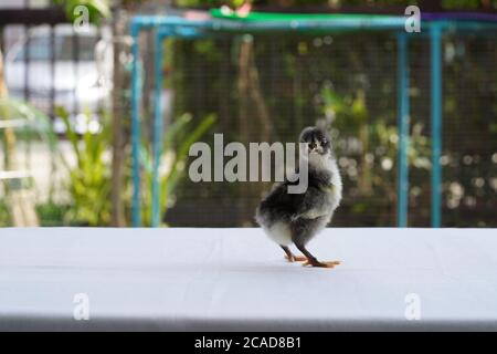 Black Baby Australorp Chick stands on white cloth cover the table with bokeh and blur garden at an outdoor field Stock Photo