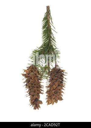 Fir branch with two old cones isolated on white background. On cones, insects and snails. Stock Photo