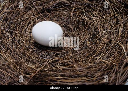 one clean white egg in straw nest. Healthy and natural concept Stock Photo