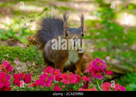 Black forest squirrel with flowers Stock Photo