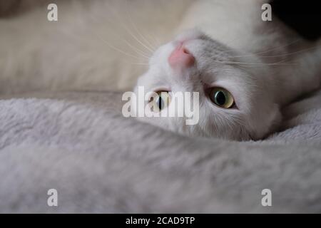 close up one cute naughty white cat lying upside down on grey bed blanket. Big eyes. Blur background Stock Photo