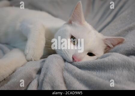 close up one naughty pure white cat biting grey bed blanket. looking at camera Stock Photo