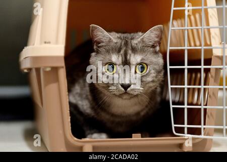 close up front face of one British Shorthair cat in air box (pet carrier). Eyes wide open looking at camera. Blur background Stock Photo