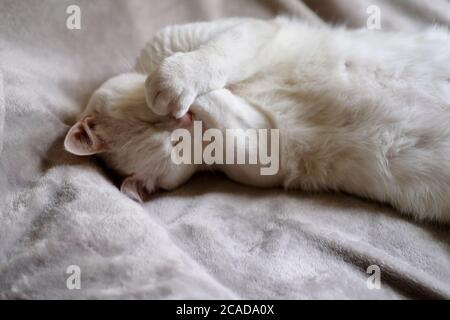 one pure white cat covering its mouth by paws and laughing under daylight. Lying on gray bed blanket Stock Photo