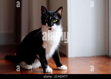 One black and white cat standing on brown wood floor at home. Looking at camera. Side natural day light. Blur background Stock Photo