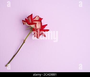 blooming red rose with green leaves on a purple background, flat lay Stock Photo