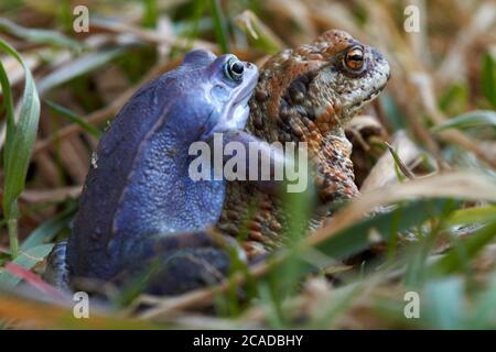 Male moor frog in mating color tries to mate with a common toad Stock Photo