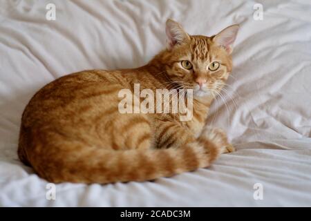 close up one brown tabby cat lying on white quilt. Looking at camera. Blur background Stock Photo