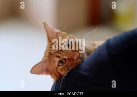 close up one brown tabby cat in people's arm. Looking at camera. Blur bright background Stock Photo