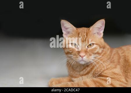 close up one brown tabby cat lying on ground under sunlight. Looking at camera. Blur dark background Stock Photo