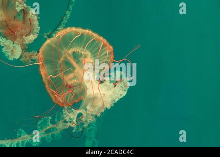 Close up golden brown Pacific Sea Nettle jellyfish swimming in clear green water. Stock Photo
