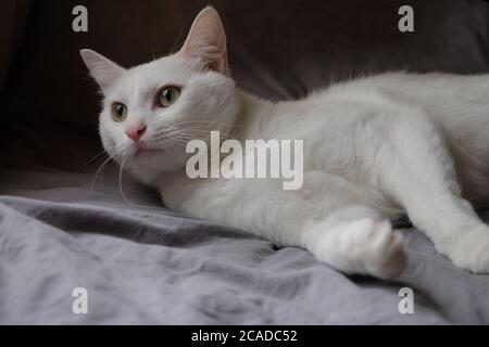 close up one pure white cat lying on gray bed sheet under daylight. Dark background Stock Photo