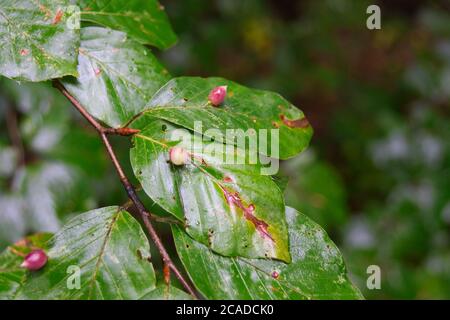 Macro of many Galls or cecidia outgrow of Galls wasp eggs on the surface of Fagus leaves Stock Photo