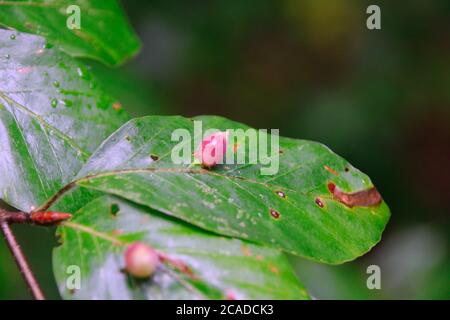 Macro of many Galls or cecidia outgrow of Galls wasp eggs on the surface of Fagus leaves Stock Photo