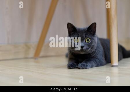 close up one British shorthair blue cat lying under wooden chair, looking at camera. Blur background Stock Photo