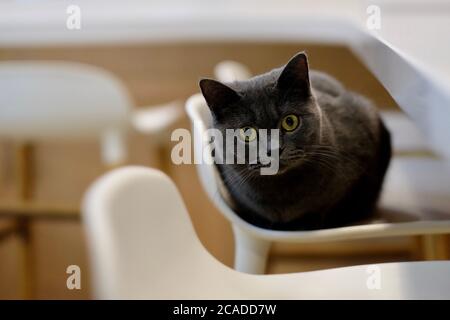 close up one British shorthair blue cat lying on white chair, looking at camera. Blur background Stock Photo