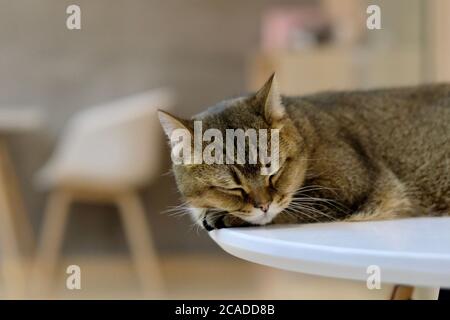 close up one cute British Shorthair Cat sleeping on white table. blur chair and indoor background Stock Photo
