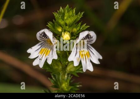 Flowers of Drug Eyebright (Euphrasia stricta) Stock Photo