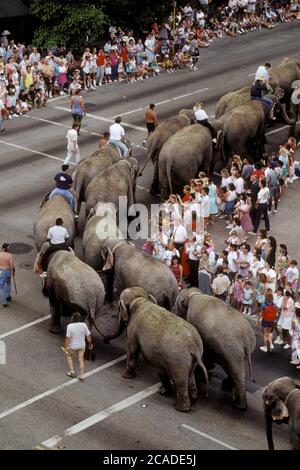 Austin Texas USA, circa 1998: Ringling Bros-Barnum & Bailey Circus elephants and trainers draw a large crowd as they parade through downtown. The animals exited their railroad cars on tracks at the south end of downtown and walked to the mid-town arena where the circus will perform its shows. ©Bob Daemmrich Stock Photo