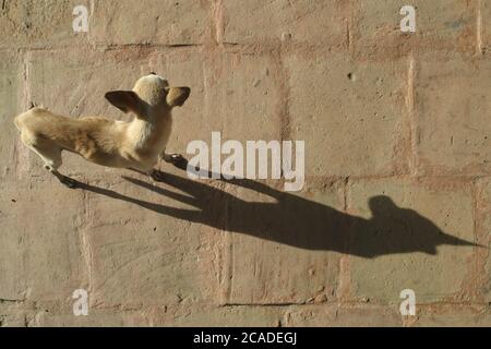 Puppy walks on a floor with cobblestones from where it casts its shadow Stock Photo
