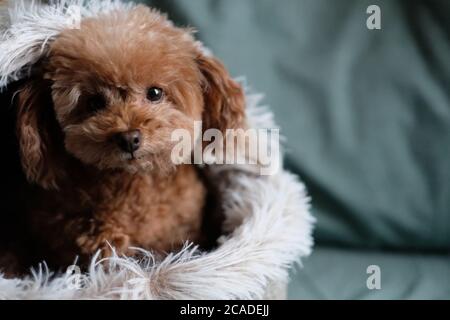 close up one toy poodle in doghouse looking at camera. Blur green sheet background Stock Photo