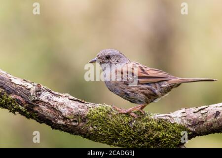 A dunnock in mid Wales
