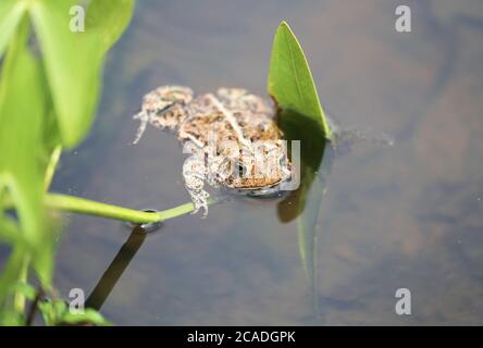 An American Toad is floating on a water plant leaf in a manmade backyard pond. Stock Photo