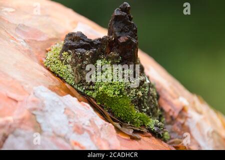 a moss-covered branch hole of a pine Stock Photo