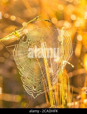 Spider web against sunrise in the field covered fogs. Stock Photo