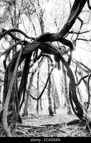 Trees with twisted branches in the forest Stock Photo