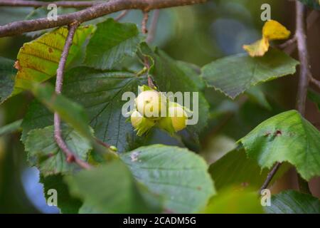 Unripe Hazelnuts on the Hazelnut-tree Stock Photo