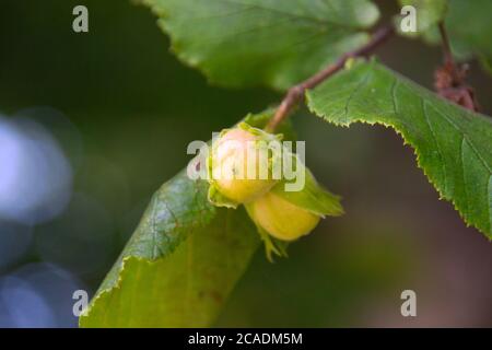 Unripe Hazelnuts on the Hazelnut-tree Stock Photo