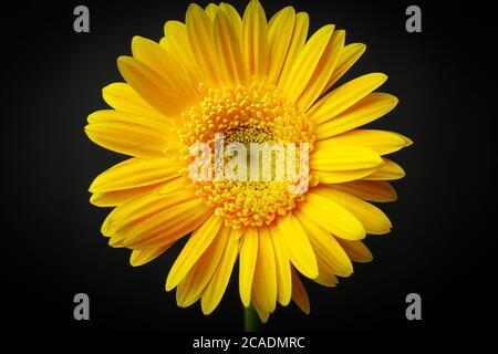 A single daisy flower Stock Photo