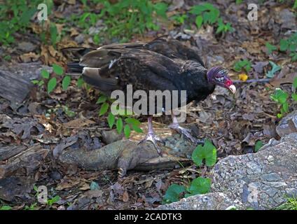 turkey vulture (Cathartes aura), feeding on dead snapping turtle, (Chelydra serpentina), Maryland Stock Photo