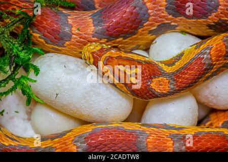Corn snake Pantherophis guttatus, laying eggs, captive, native to the southeastern United States Stock Photo